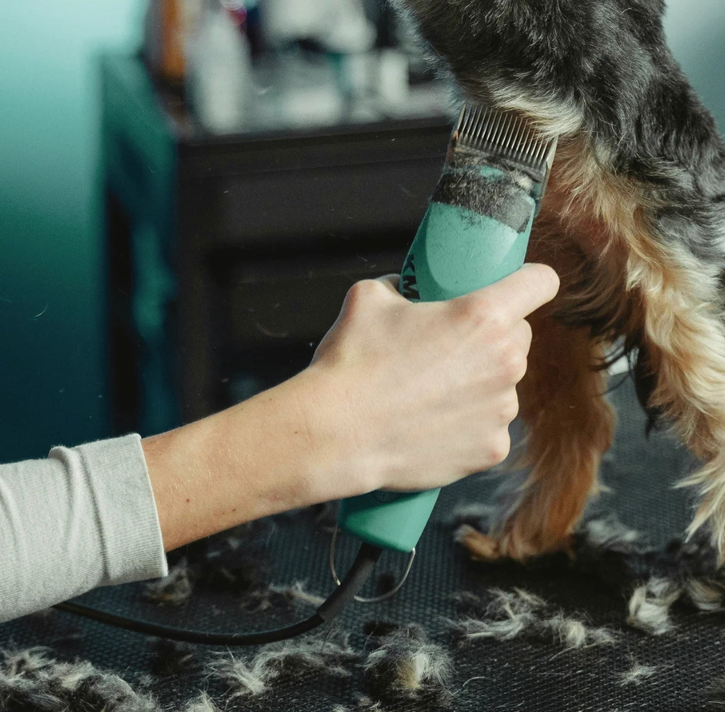 Person grooming a dog with a clipper on a dark surface.