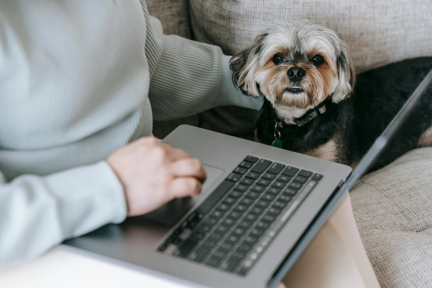 A person using a laptop on their lap sits on a couch next to a small, fluffy dog looking at the camera.