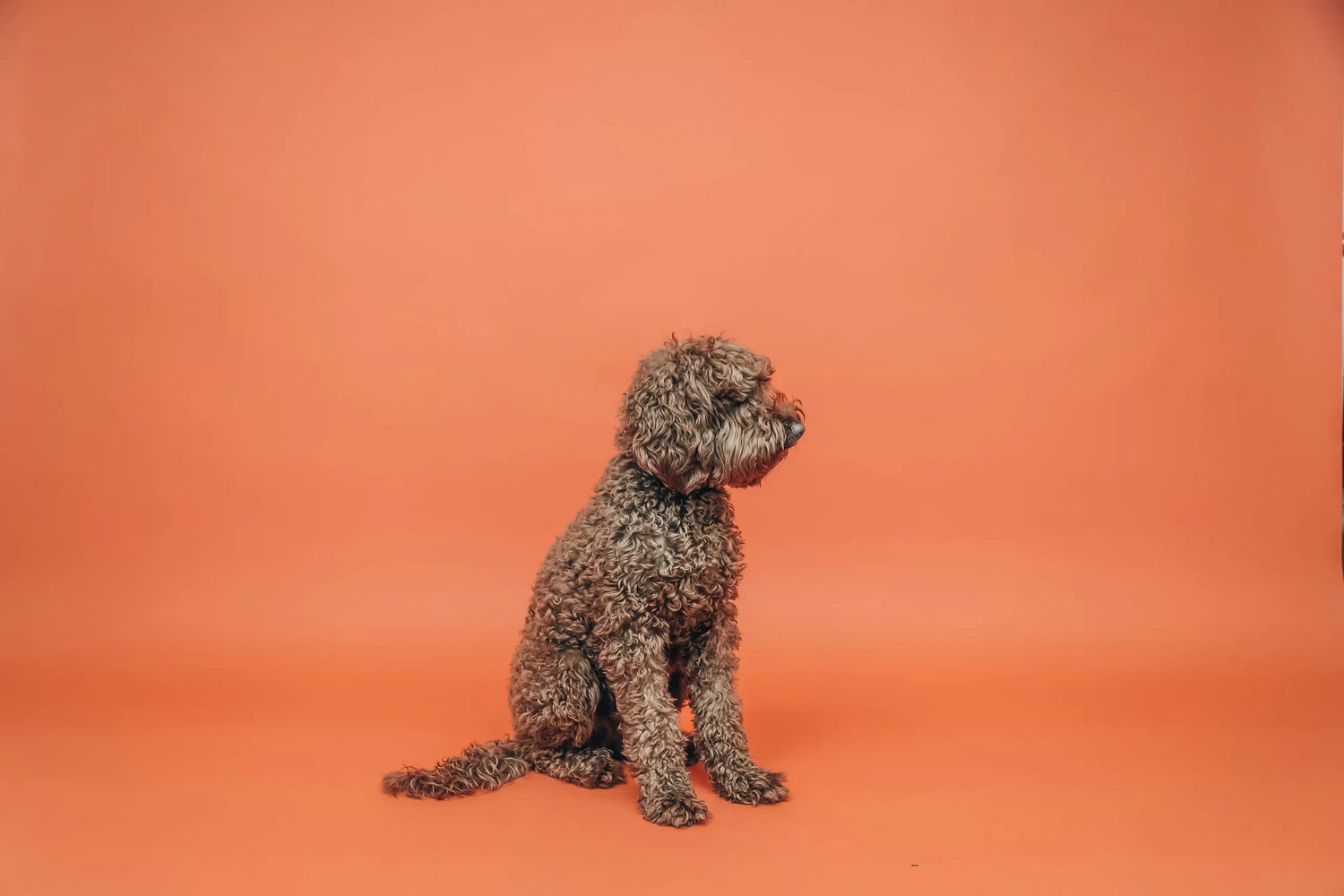 A curly-haired brown dog sits on an orange floor with an orange background, looking to the right.