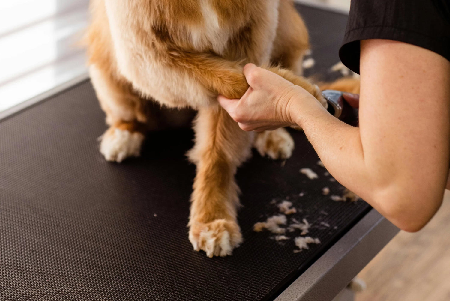 A person trims the fur on a dogs leg using clippers while the dog stands on a grooming table, with some trimmed fur scattered around.