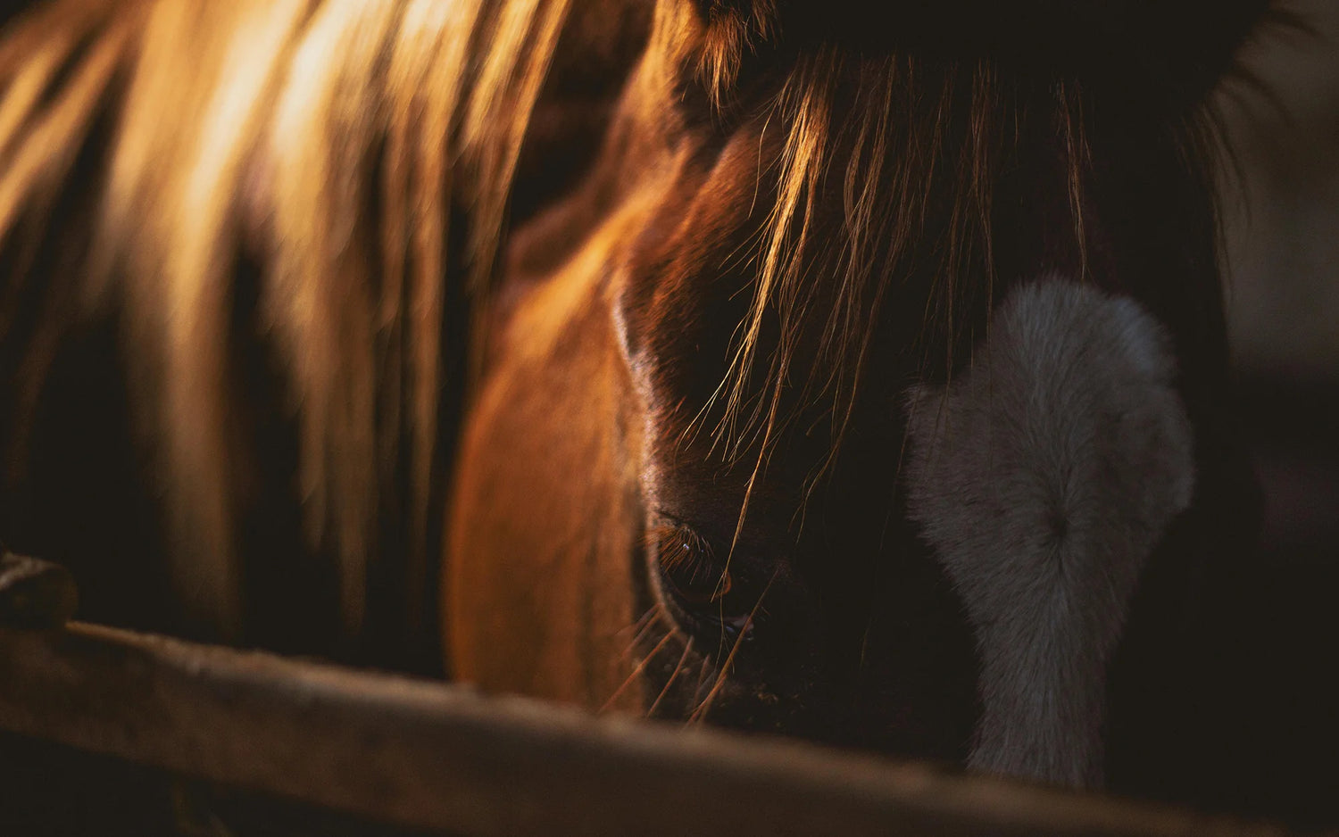 Close-up of a horses face, partially in shadow, with a white blaze on its forehead and mane illuminated by warm, soft light.